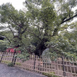 雲立楠|650409さんの浜松八幡宮　楠倶楽部の写真(1739435)