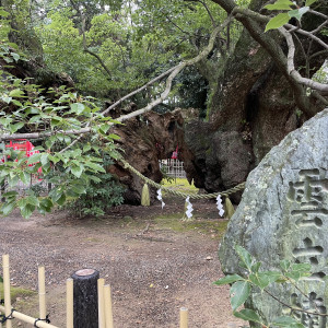 参道にある楠|650409さんの浜松八幡宮　楠倶楽部の写真(1739434)