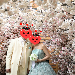 桜の木の下で撮ったような写真スタジオです。|652064さんの小さな結婚式 神戸西宮店（サンパレス六甲）の写真(1729730)