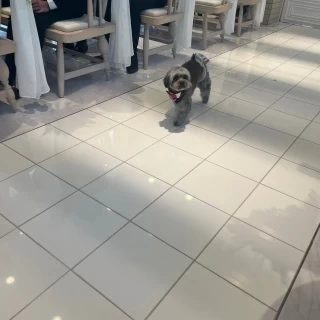 リングドック
