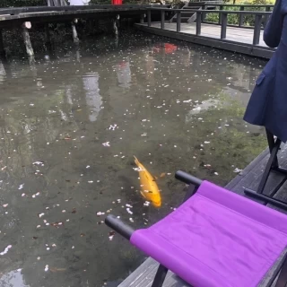挙式の席のすぐそばは池で鯉が泳いでいる
