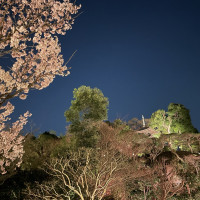 夜桜