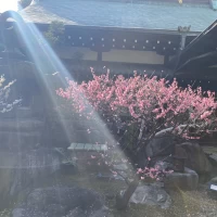 庭の梅の花