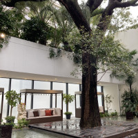 大きな木があり300年の木だとおっしゃってました