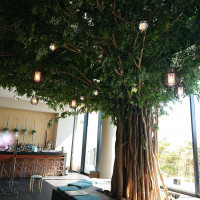 室内に大きな木があり、とても癒される空間