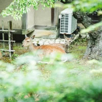 控え室に鹿が来ました