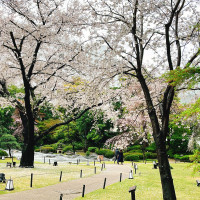 桜とお庭の写真