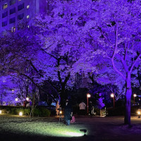 夜桜のお庭の写真