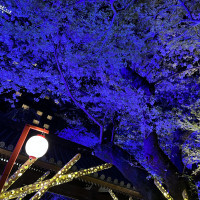 ホテル敷地内の夜桜の写真