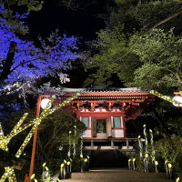夜桜とお庭の写真