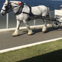 馬車で登場する演出がありました