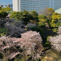 桜満開の庭園