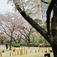 桜と庭園