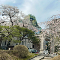 貴賓館と桜