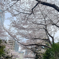 桜並木