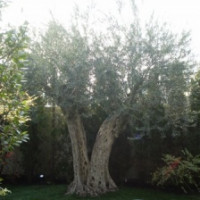 樹齢３００年のオリーブの木がガーデンにあります