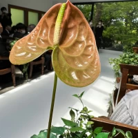 ブーケストーリー
