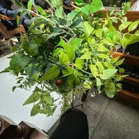 最初から椅子についているグリーン
