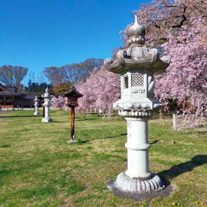 挙式当日は敷地内の枝垂桜はまだまだ見頃でした。|659941さんの長野縣護國神社の写真(1790894)