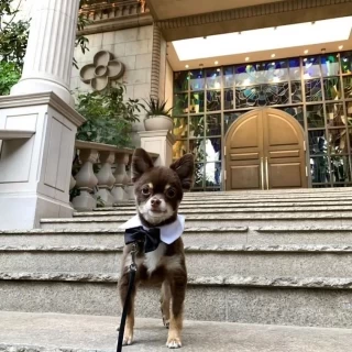 フラワーシャワーをするチャペル出口の様子（犬は飼い犬）
