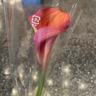 会場にあったお花をプレゼントとして頂きました