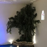 樹木、展示品