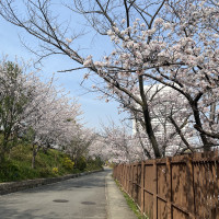 桜の時期は桜でいっぱいです