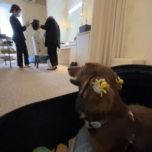 控室、新婦の準備中はペットも待機させていただけました。|663951さんのPULSE5｜パルス5の写真(1820082)
