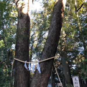 緑いっぱいな氷川神社には素敵な木もあります|664015さんの武蔵一宮氷川神社の写真(1875794)