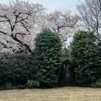 チャペルの向かい側のガーデン。桜が満開でした。