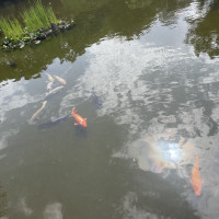 庭園を泳ぐお魚さん達