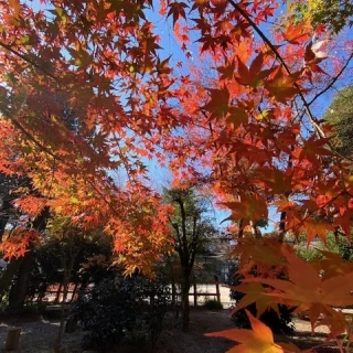 お庭のもみじ