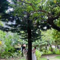 ガーデン挙式会場(木を挟んでひょっこり)