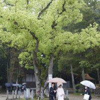 伊弉諾神宮　夫婦の大楠