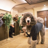 会場犬、デュークによるサプライズリングドック