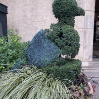 エントランスにあった植木。アヒル型が可愛い。