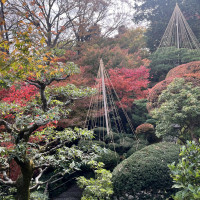 披露宴会場から見えるお庭です。雪吊りと紅葉が綺麗でした