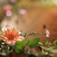 ケーキの周りの装花はあった方が華やかです。