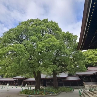 明治神宮　夫婦楠