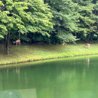 披露宴中にシカさん登場