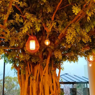 披露宴会場内から見える大きな木