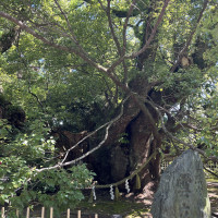 歴史ある松の木