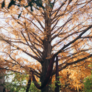 メタセコイヤの木|675984さんのMOKICHI TRATTORIA（モキチトラットリア）の写真(2007422)