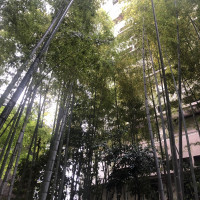 中庭の竹林