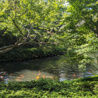 庭園の池の鯉