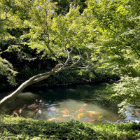 池と木の融合。