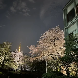 4月の桜ライトアップ