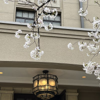 外のお庭は桜が咲いてました