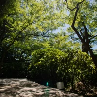 お庭以外にも緑は青々としていて小道が素敵です。