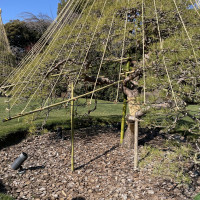 庭の木の形がカッコイイ